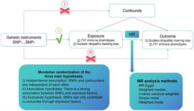 Causal role of immune cell phenotypes in idiopathic sudden sensorineural hearing loss: a bi-directional Mendelian randomization study